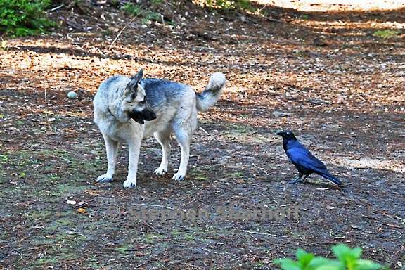 raven and luna 2 graphic